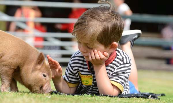 Child and piglet at Pennywell Farm