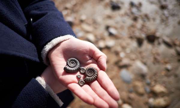 Fossil hunting at jurassic coast