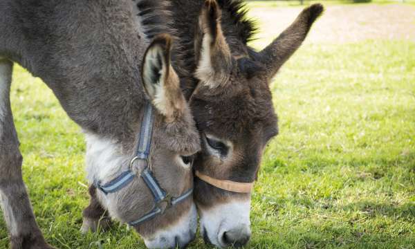 Sidmouth Donkey Sanctuary