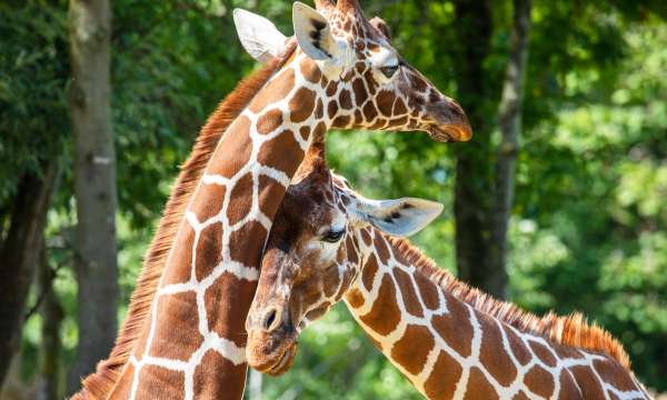 Giraffes rubbing each other necks 
