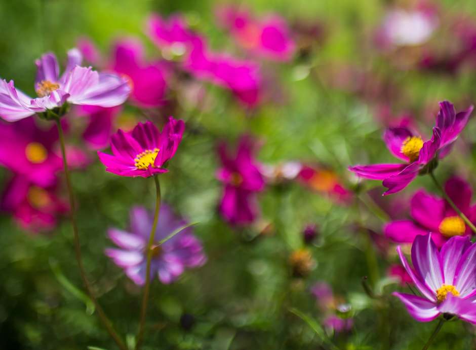 Flowers at Belmont Hotel Garden